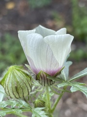 Hibiscus tridactylites