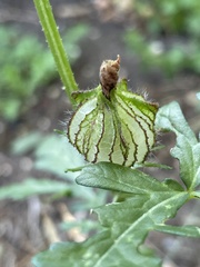Hibiscus tridactylites