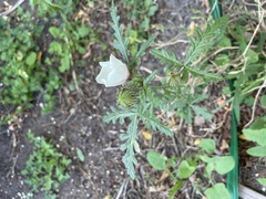 Hibiscus tridactylites