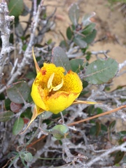 Calochortus weedii weedii