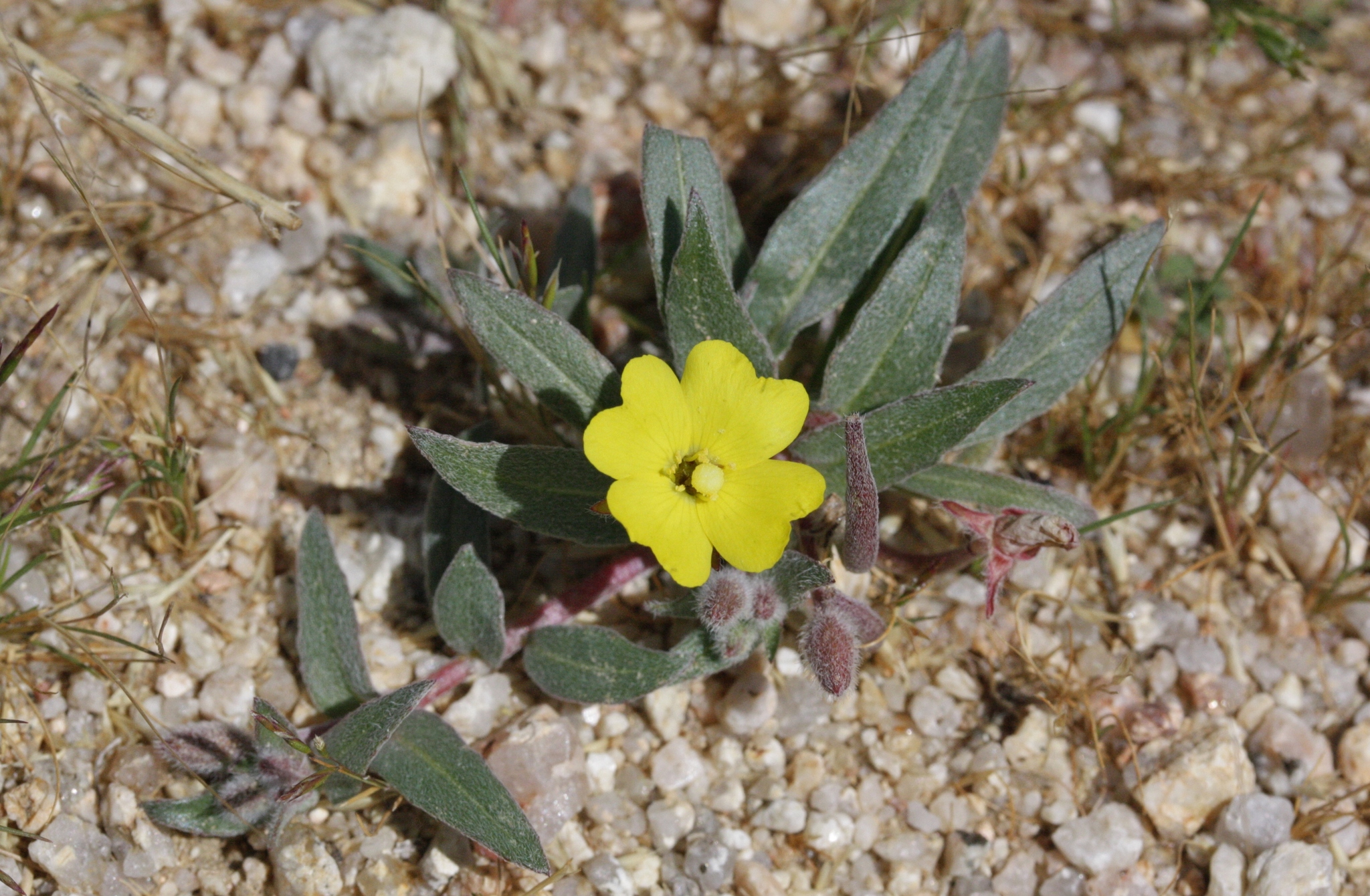 Camissoniopsis pallida