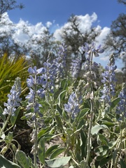 Lupinus cumulicola