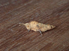 Lobosceliana