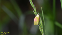 Earias