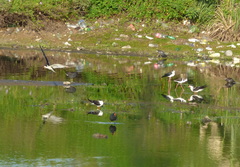 Rynchops niger intercedens