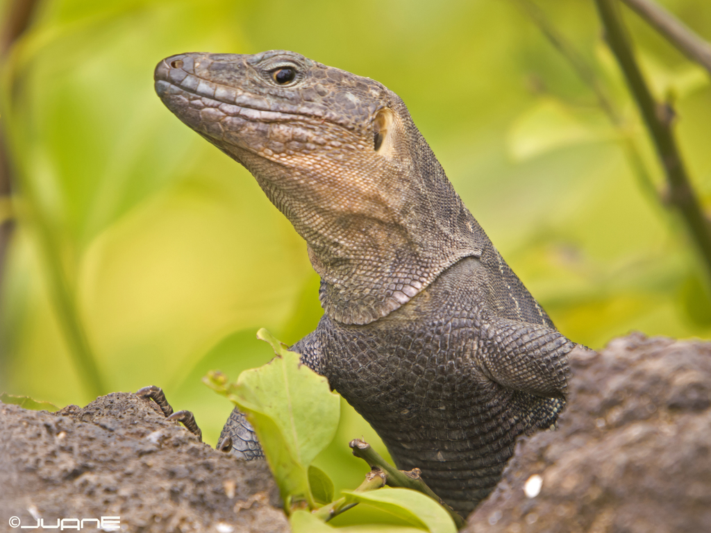 Gran Canaria Giant Lizard