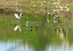 Rynchops niger intercedens