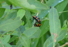 Stiretrus decastigmus