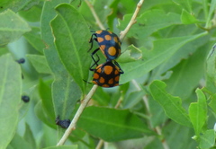 Stiretrus decastigmus