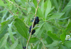 Stiretrus decastigmus