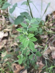 Acmispon grandiflorus