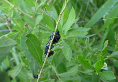 Stiretrus decastigmus