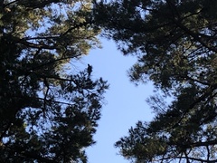 Zanda funerea funerea