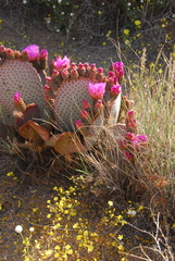 Opuntia basilaris basilaris