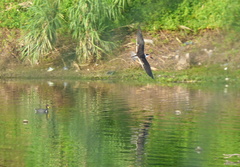 Rynchops niger intercedens