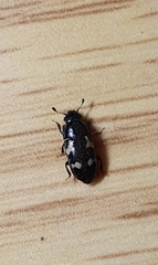 Glischrochilus quadriguttatus