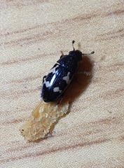 Glischrochilus quadriguttatus