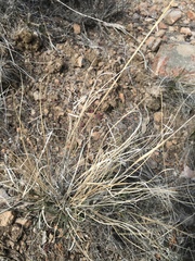 Hesperostipa comata
