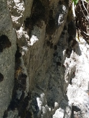 Schistidium cinclidodonteum