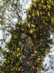 Schistidium cinclidodonteum