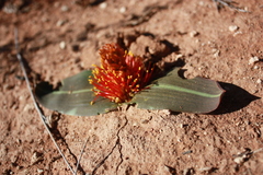 Daubenya marginata
