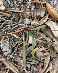 Dichanthelium patentifolium