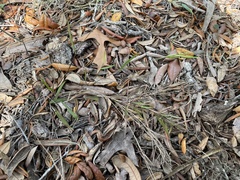 Dichanthelium patentifolium