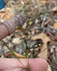 Dichanthelium patentifolium