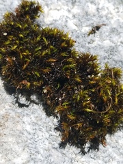 Schistidium cinclidodonteum