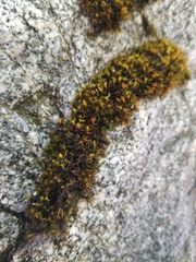 Schistidium cinclidodonteum