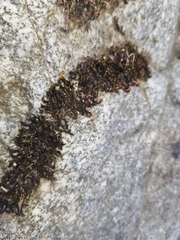 Schistidium cinclidodonteum