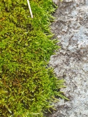 Brachythecium frigidum