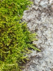 Brachythecium frigidum