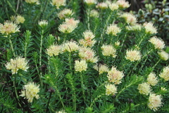Rhodiola kirilowii
