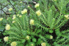 Rhodiola kirilowii