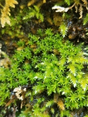 Brachythecium frigidum