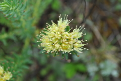 Rhodiola kirilowii