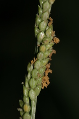Urochloa plantaginea