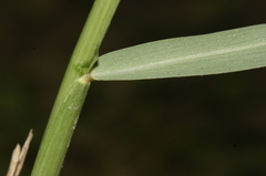 Urochloa plantaginea