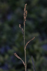 Urochloa plantaginea