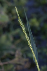 Urochloa plantaginea