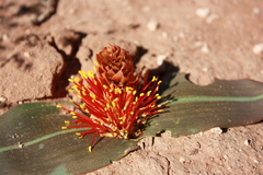 Daubenya marginata