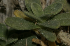 Silene succulenta