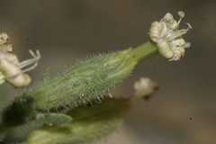 Silene succulenta