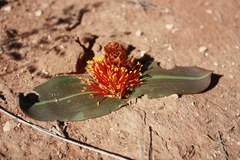 Daubenya marginata