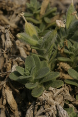 Silene succulenta