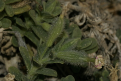 Silene succulenta