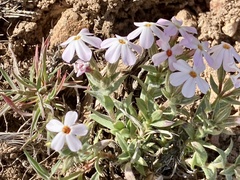 Phlox stansburyi