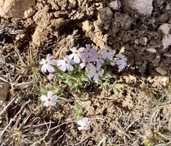 Phlox stansburyi