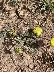Lomatium austiniae